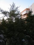 budapest_witschi_059