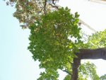budapest_hauck_108
