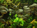 budapest_hauck_224