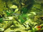 budapest_hauck_228