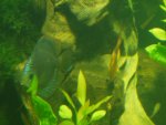 budapest_hauck_230