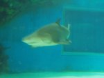 budapest_hauck_241