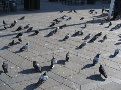 IMG_6920